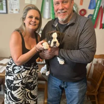 Brindle male 2 litter H