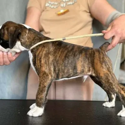 Brindle male 2 litter H