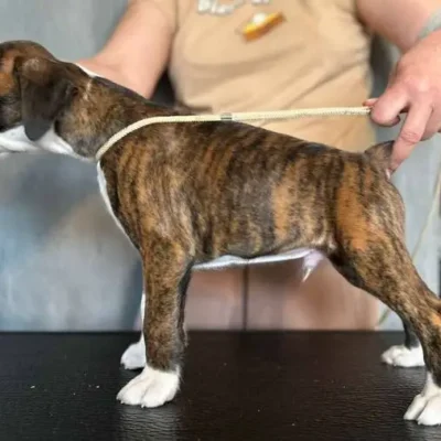 Brindle male 2 litter H