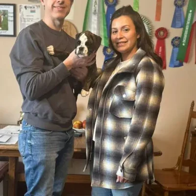 Brindle male 3 litter H