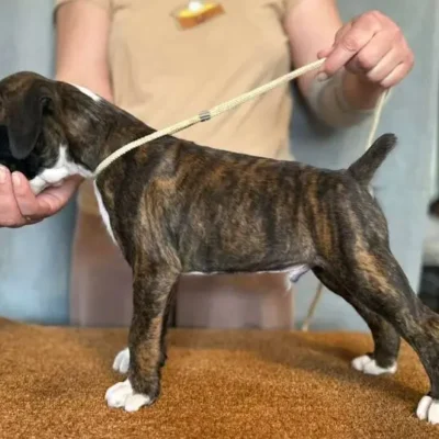 Brindle male 3 litter H