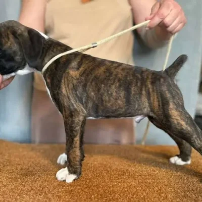 Brindle male 3 litter H