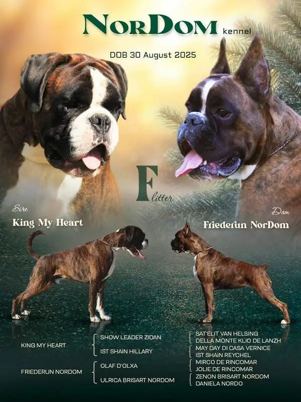 Litter F King My Heart Friederun NorDom