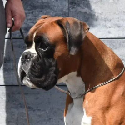 Archimedes Optima Grata