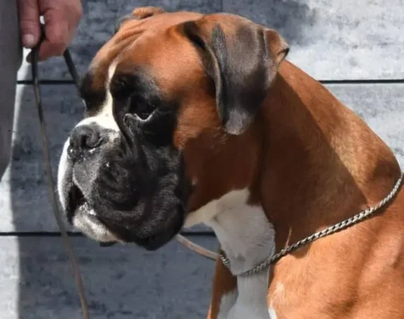 Archimedes Optima Grata