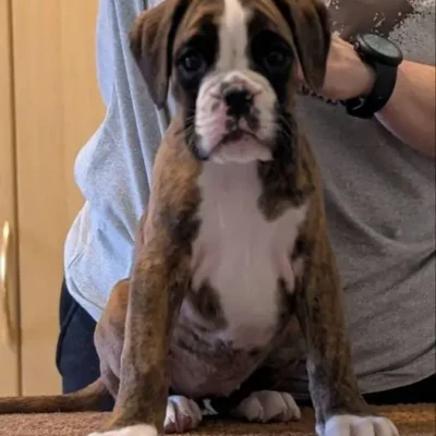 Brindle female 1 Litter I