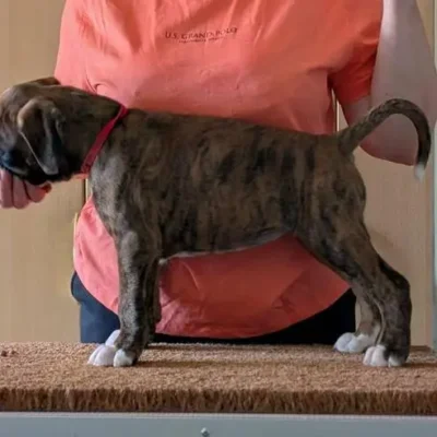 Brindle female 1 Litter I