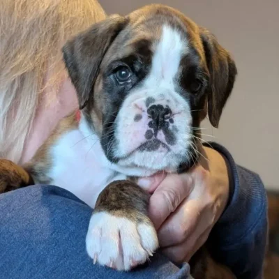 Brindle female 1 Litter I