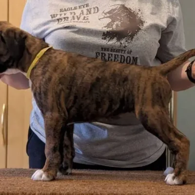 Brindle female 2 Litter I