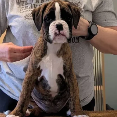 Brindle female 2 Litter I