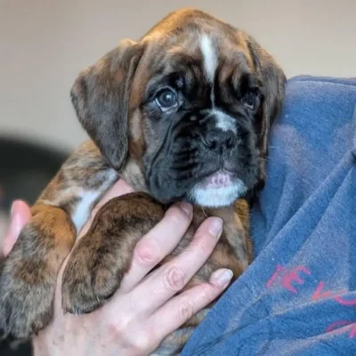 Brindle female 3 Litter I