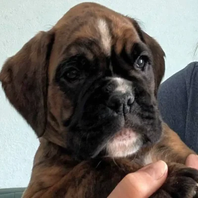 Brindle female 3 Litter I