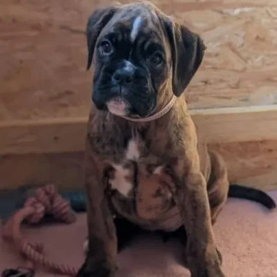 Brindle female 3 Litter I