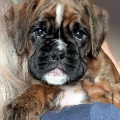 Brindle female 3 Litter I