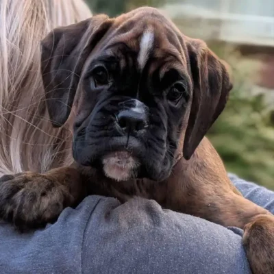 Brindle female 3 Litter I
