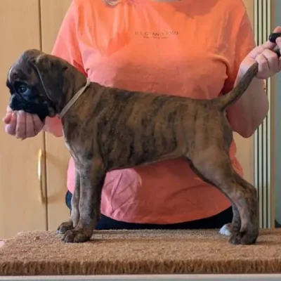 Brindle female 3 Litter I