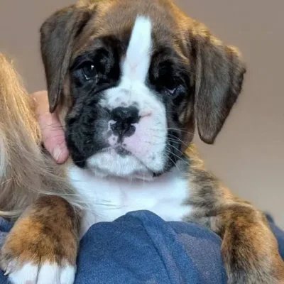 Brindle female 4 Litter I