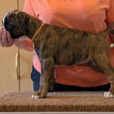 Brindle female 4 Litter I