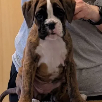 Brindle female 4 Litter I