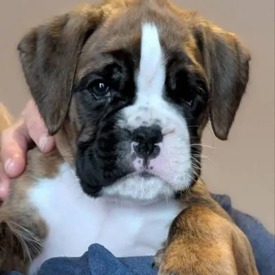 Brindle female 4 Litter I