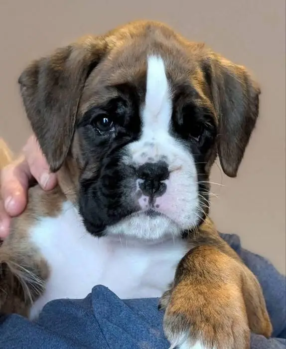 Brindle female 4 Litter I