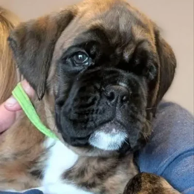 Brindle male Litter I