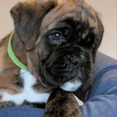 Brindle male Litter I