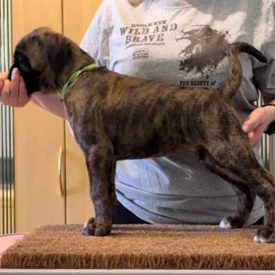 Brindle male Litter I
