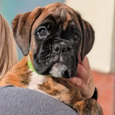 Brindle male Litter I