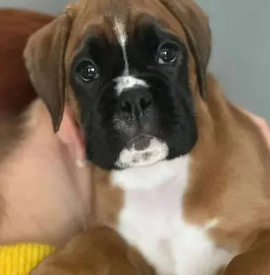 Fawn female 1 litter J