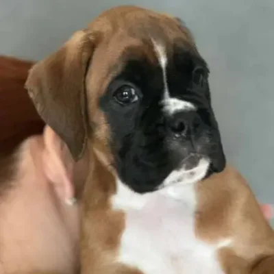 Fawn female 1 litter J