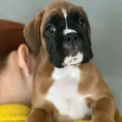 Fawn female 1 litter J