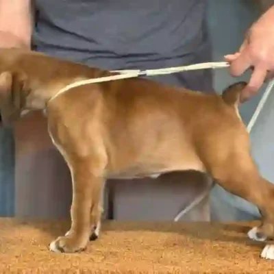 Fawn female 1 litter J