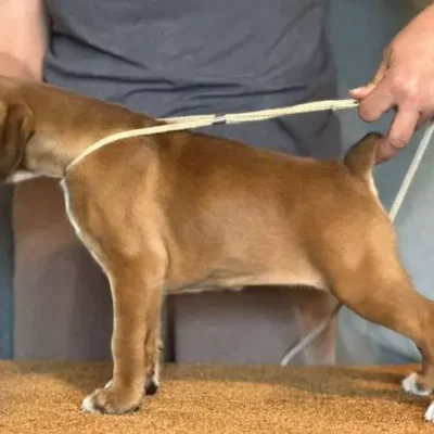 Fawn female 1 litter J