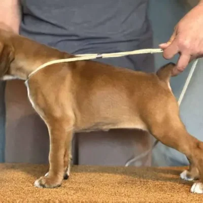 Fawn female 1 litter J