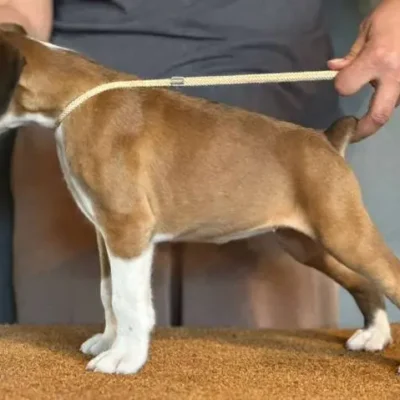 Fawn female 2 litter J