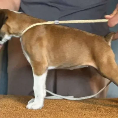 Fawn female 2 litter J