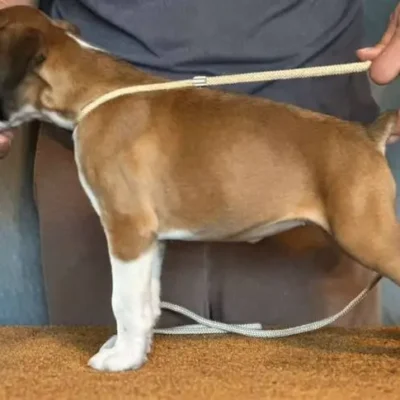 Fawn female 2 litter J