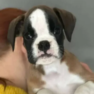 Fawn female 2 litter J