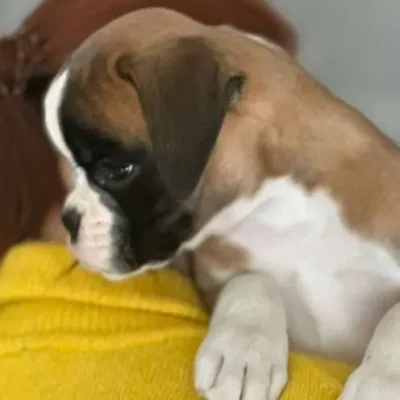 Fawn female 2 litter J