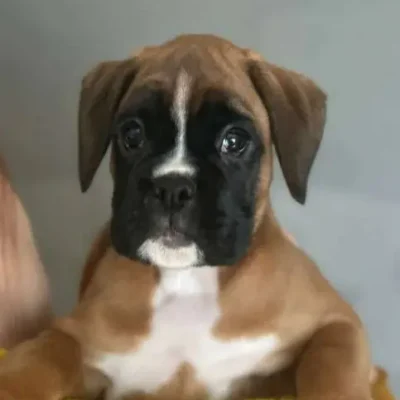 Fawn female 3 litter J