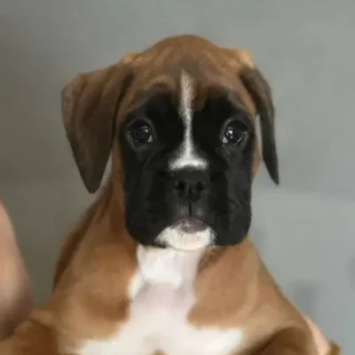 Fawn female 3 litter J