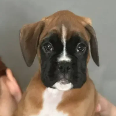 Fawn female 3 litter J