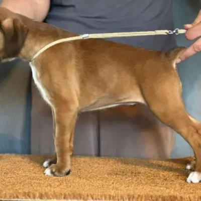 Fawn female 3 litter J