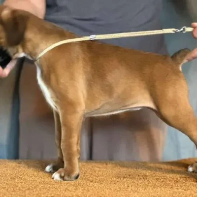 Fawn female 3 litter J