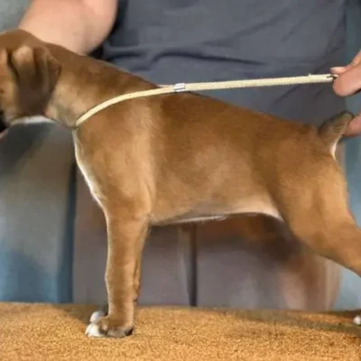 Fawn female 3 litter J