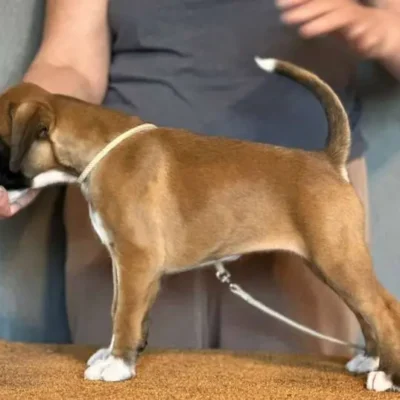 Fawn female 4 litter J