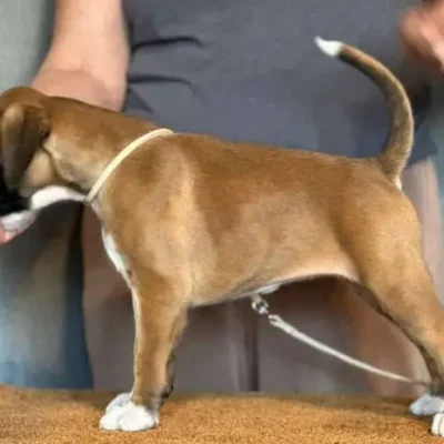 Fawn female 4 litter J