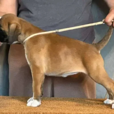 Fawn female 4 litter J