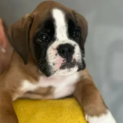 Fawn female 4 litter J